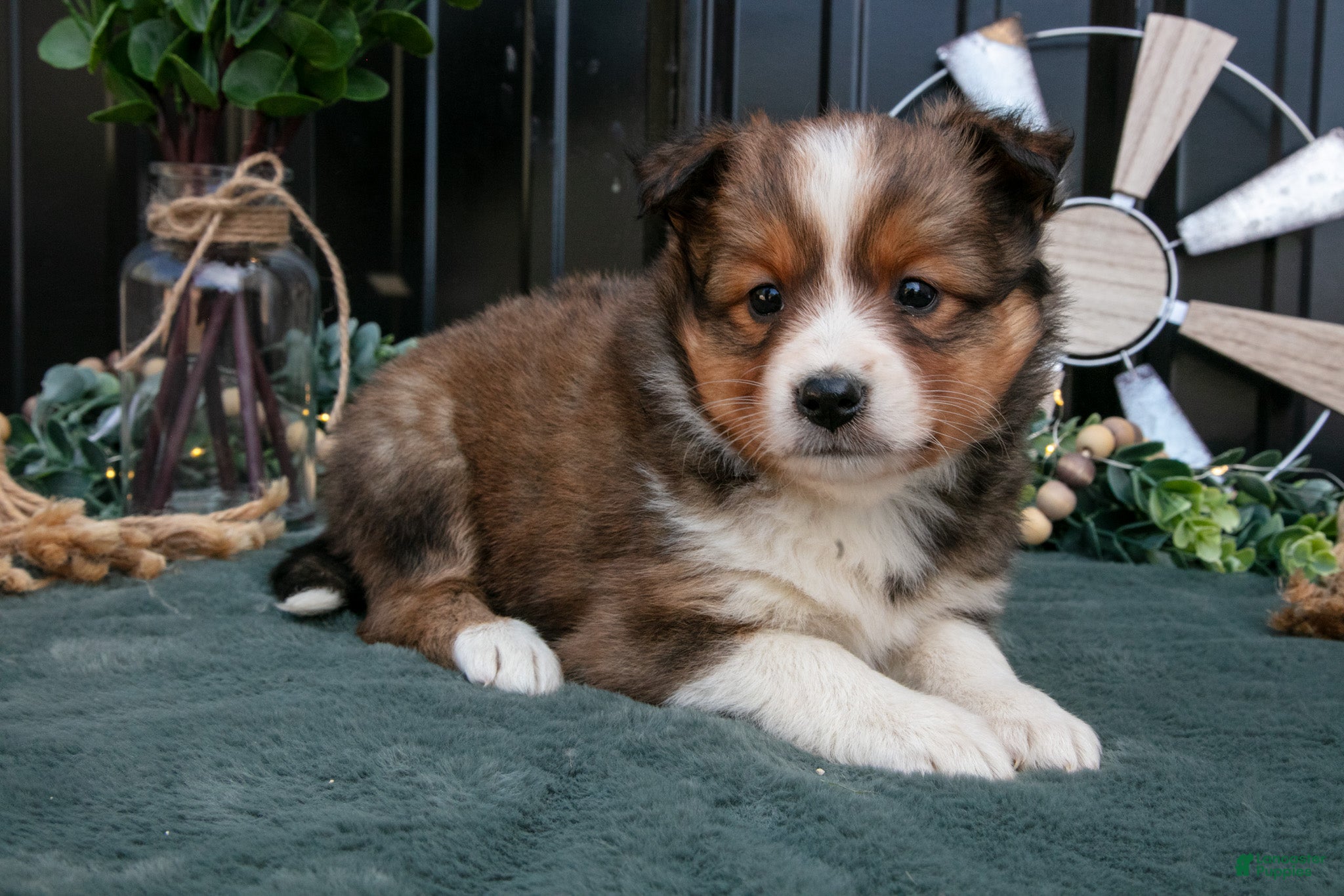 Mixed Breed dogs for sale: Florence - Ad 3