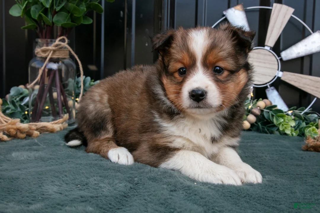 Mixed Breed dogs for sale: Florence - Ad 1
