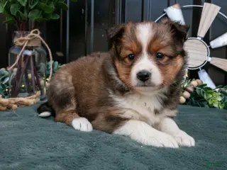 Mixed Breed dogs for sale: Florence - Ad 3