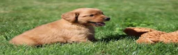 Golden Retriever dogs for sale: Riley - Ad 5
