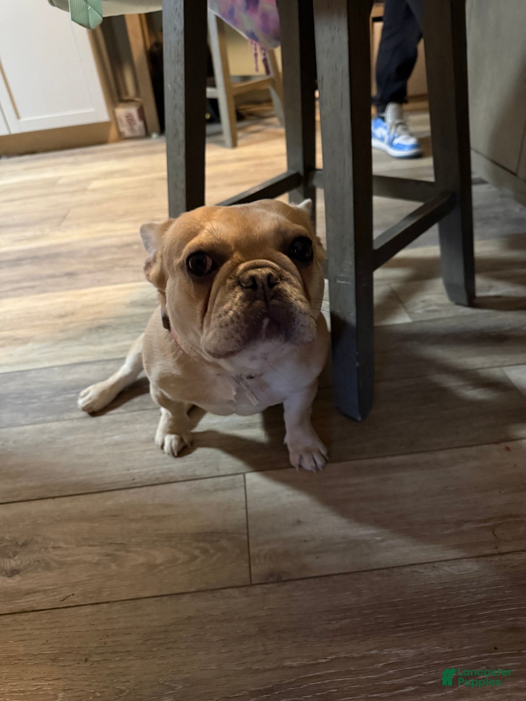 French Bulldog dogs for sale: Piper - Ad 1