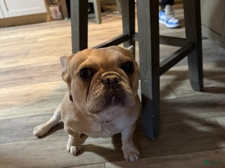 French Bulldog dogs Piper - Ad 29