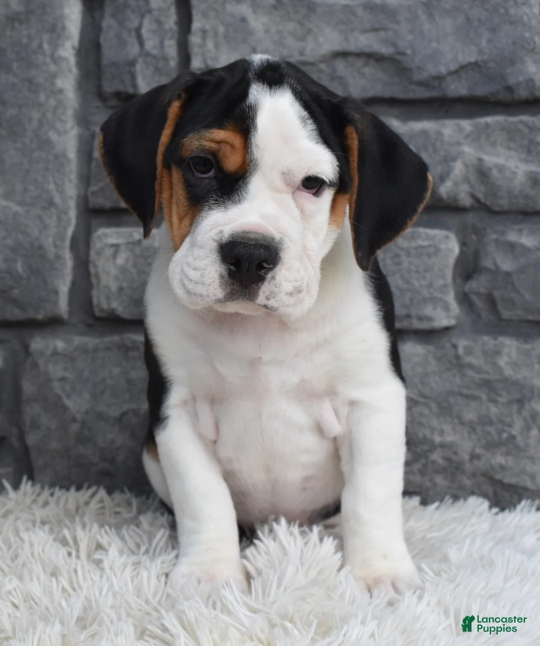 Beabull dogs for sale: Alice  - Ad 4