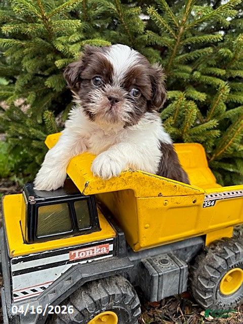 Shih Tzu dogs Ashton - Ad 1