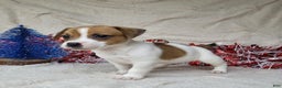 Jack Russell Terrier dogs for sale: FIDGET of Westfork  - Ad 1
