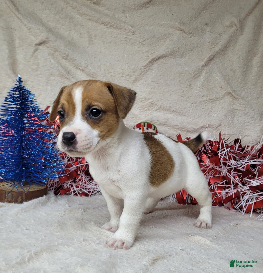 Jack Russell Terrier dogs for sale: FIDGET of Westfork  - Ad 1