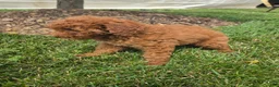 Mini Goldendoodle dogs for sale: Bella - Ad 3