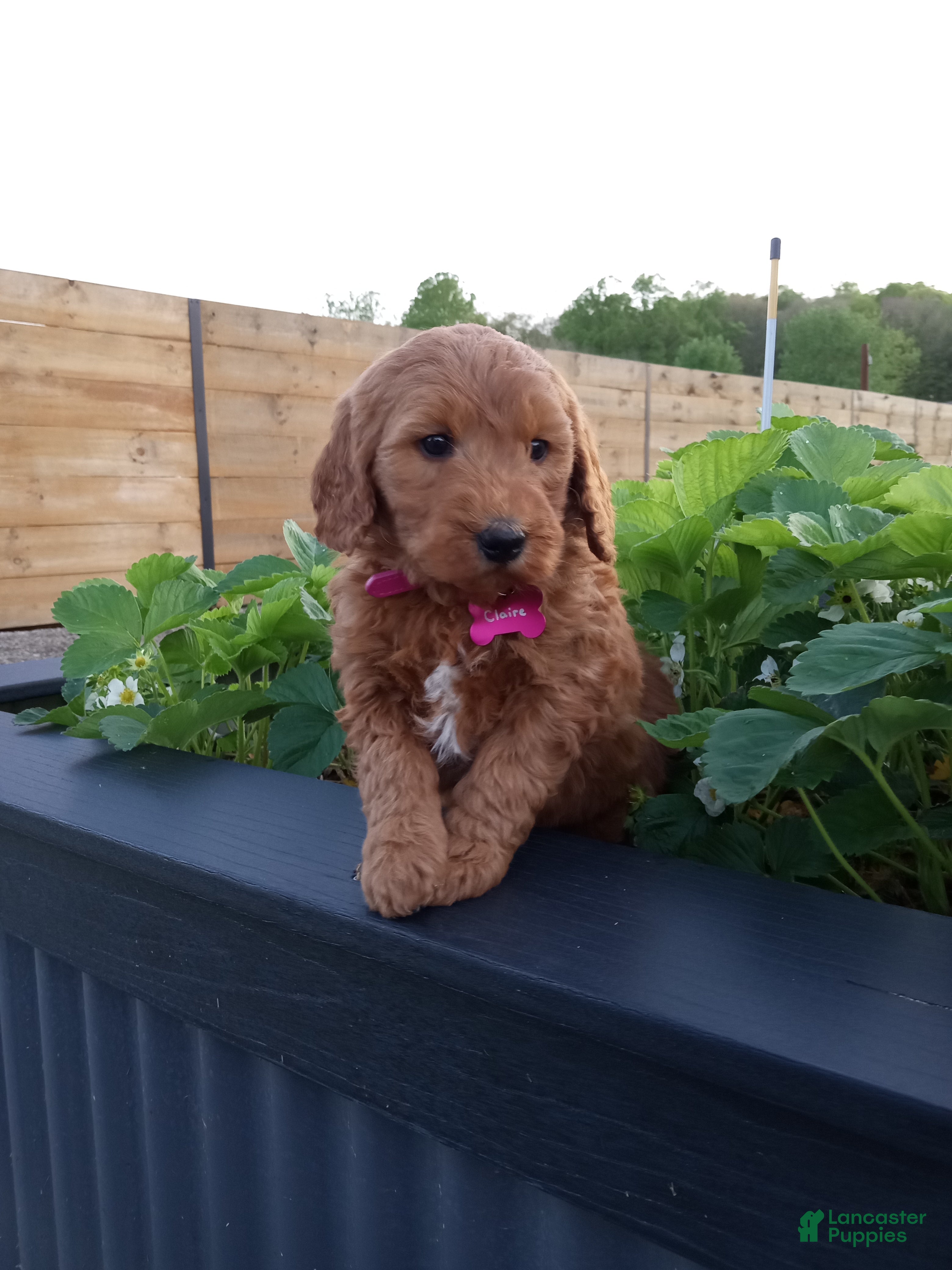 Mini Goldendoodle dogs Claire F1b - Ad 1