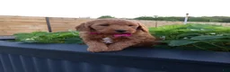 Mini Goldendoodle dogs for sale: Claire F1b - Ad 6