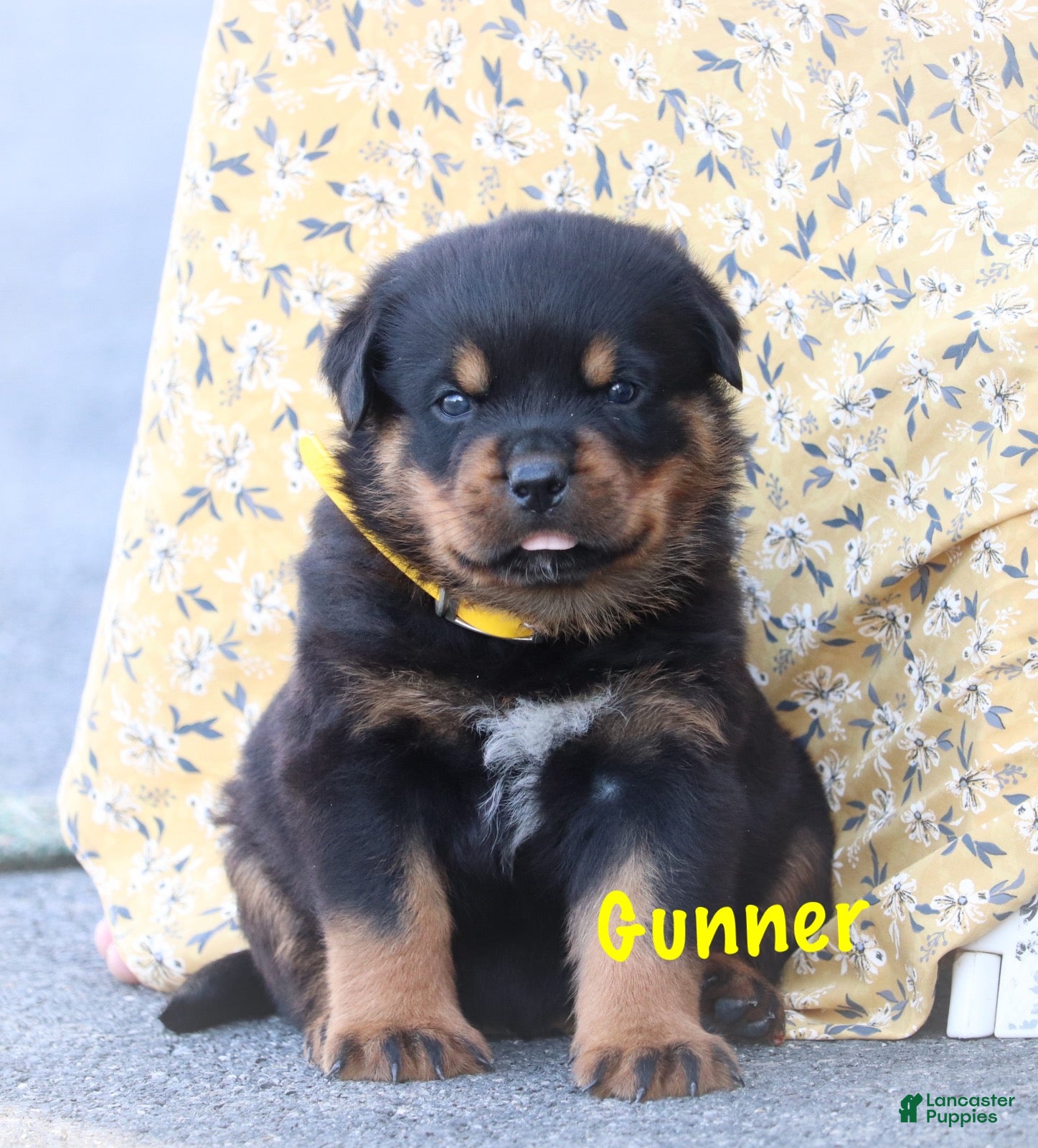 Rottweiler dogs Gunner - Ad 2