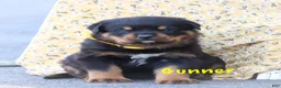Rottweiler dogs for sale: Gunner - Ad 2