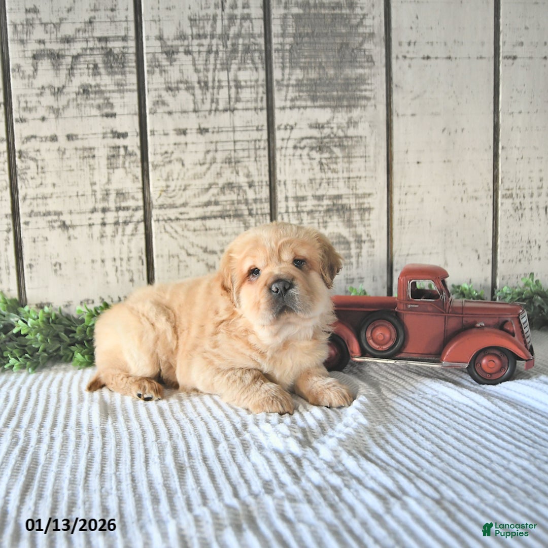 Mini Hippo dogs for sale: Damon - Ad 1