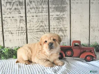 Mini Hippo dogs Damon - Ad 10