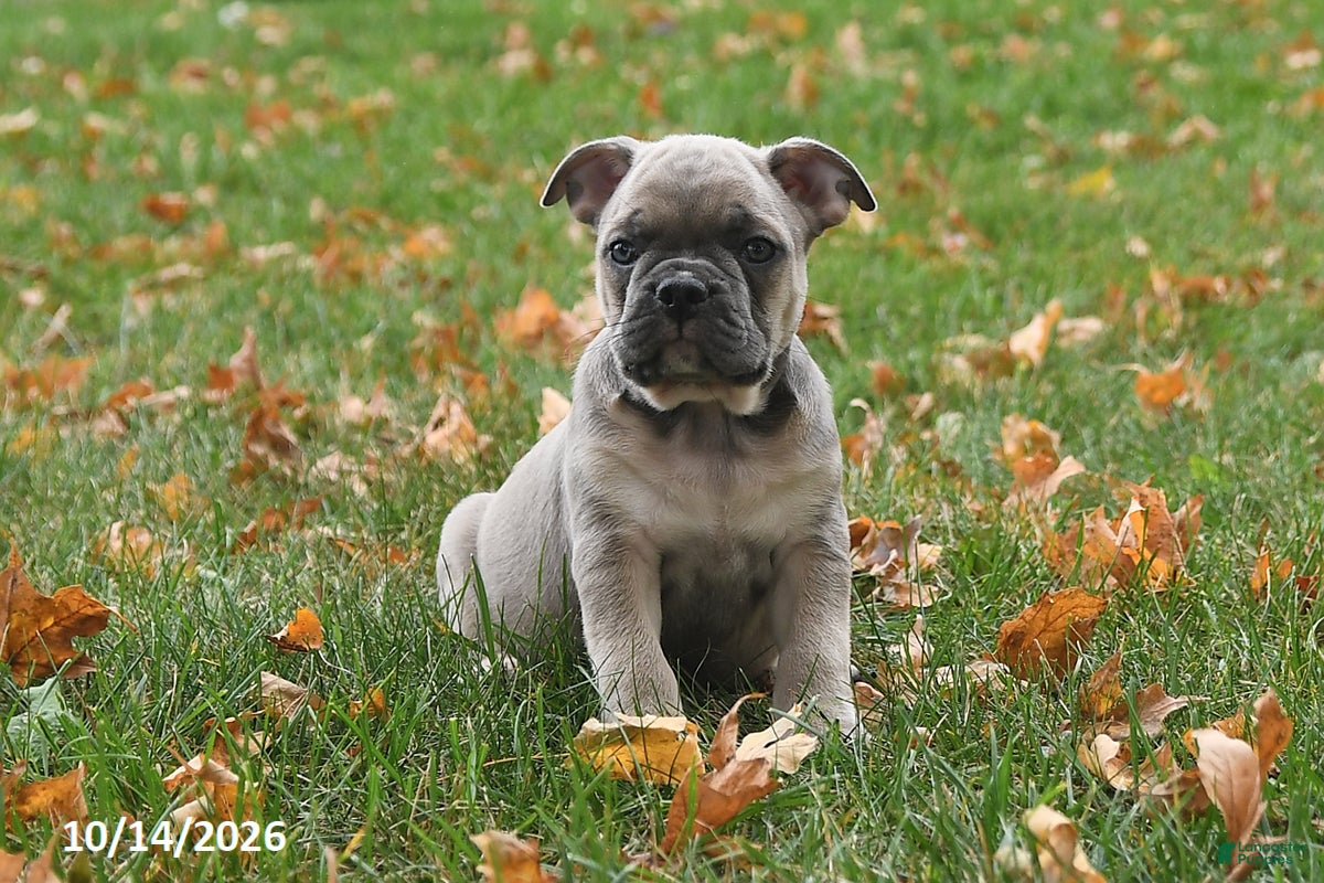 Frenchton dogs Peanut  - Ad 2