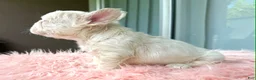 French Bulldog dogs for sale: Moon - Ad 3
