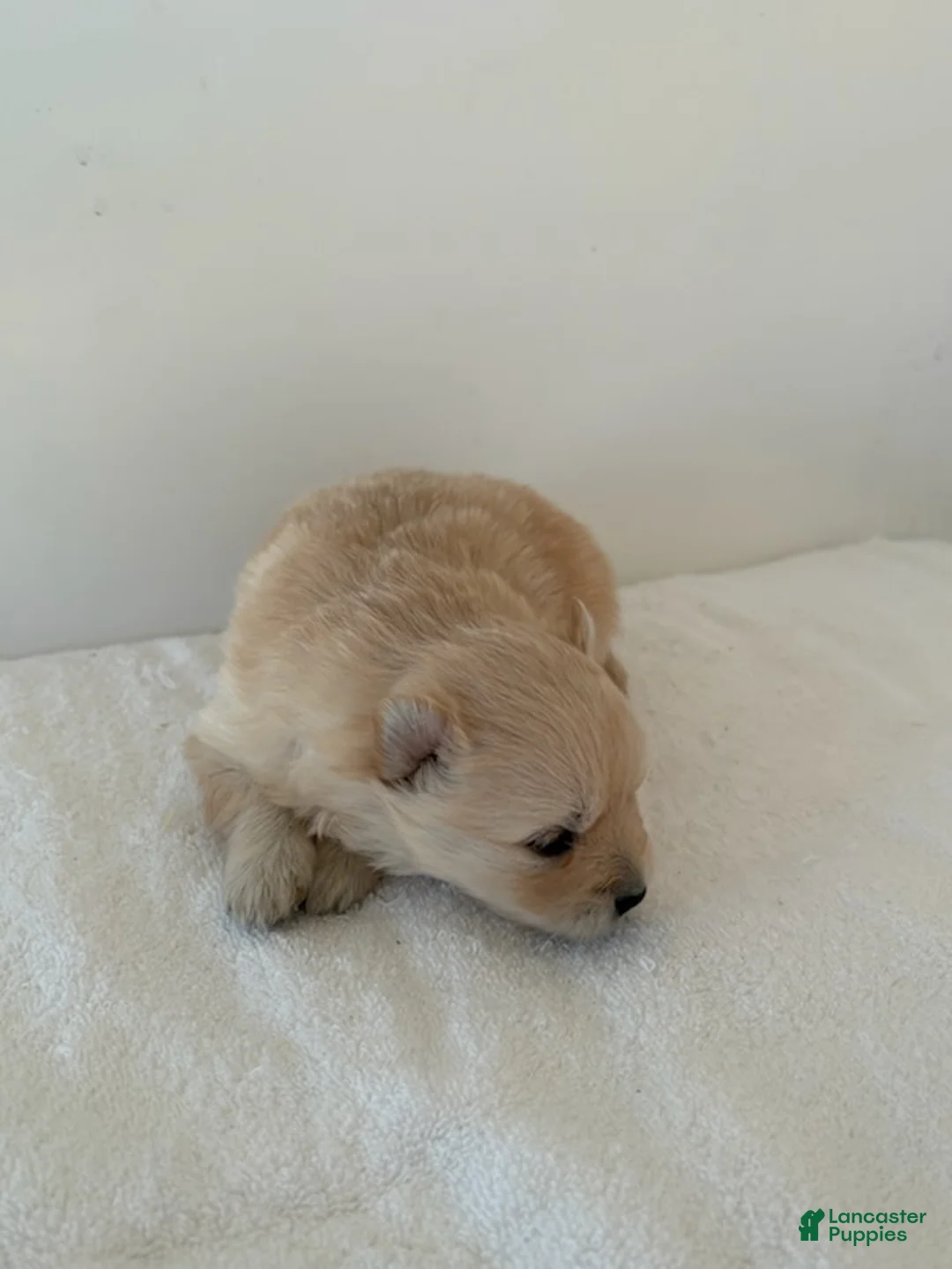 Pomeranian dogs for sale: Rollie - Ad 6