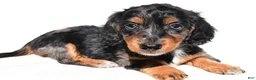 Dachshund dogs for sale: Molly - Ad 6