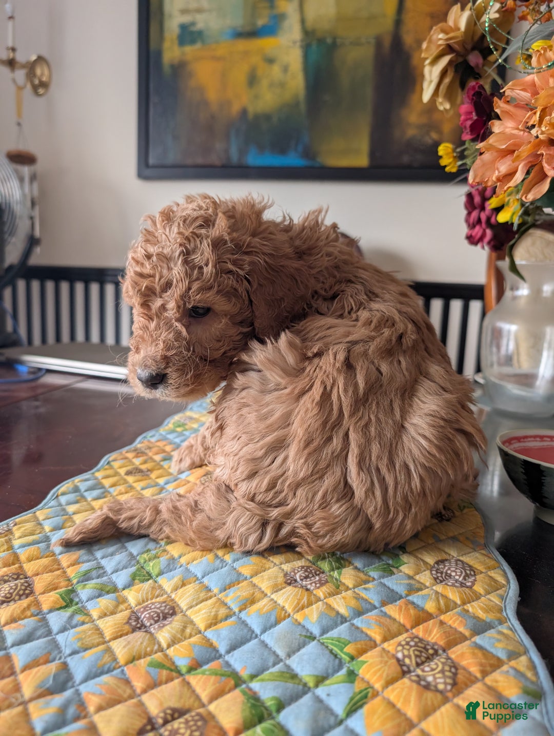 Goldendoodle dogs for sale: Steve - Ad 10