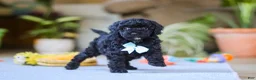 Miniature Poodle dogs for sale: Blake - Ad 2