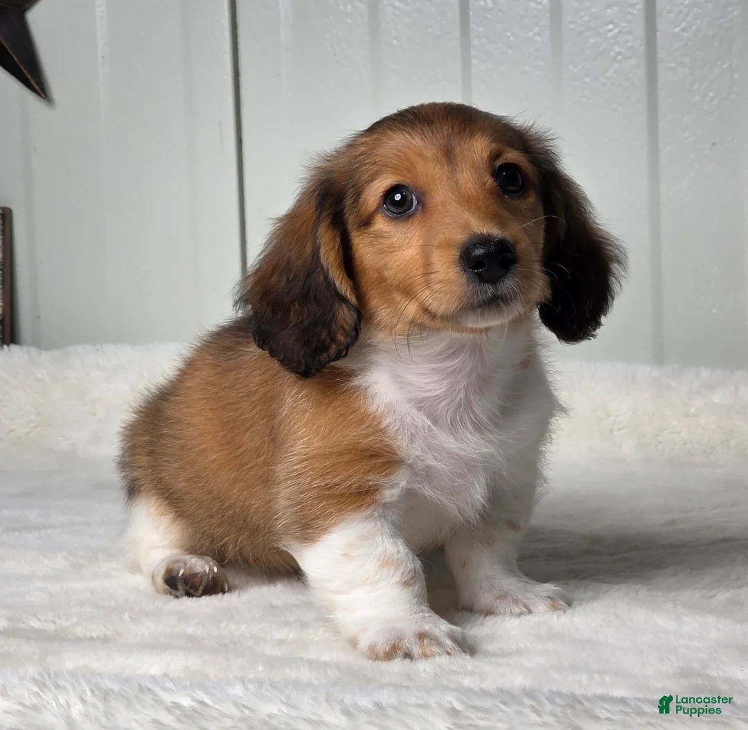 Miniature Dachshund dogs for sale: Andy - Ad 2