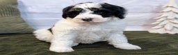 Mini Bernedoodle dogs for sale: Avory - Ad 5