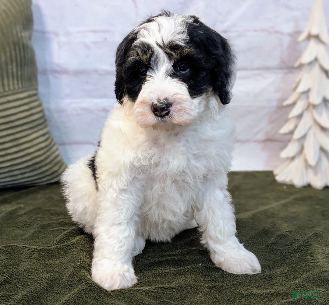 Mini Bernedoodle dogs for sale: Avory - Ad 5