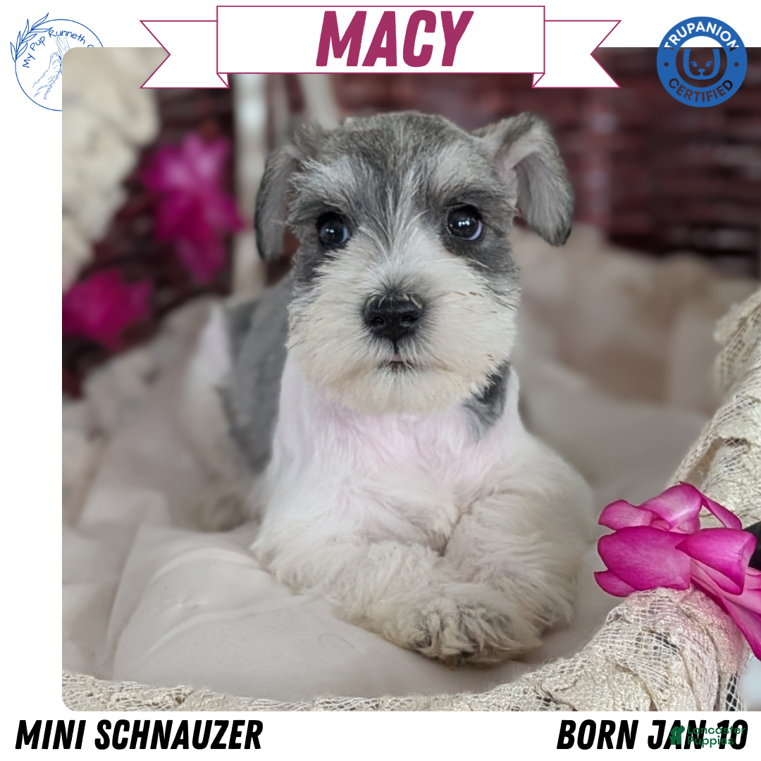 Miniature Schnauzer dogs Macy - Ad 1