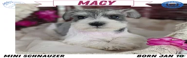 Macy