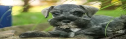 Miniature Schnauzer dogs for sale: Quincy Miniature Schnauzer  - Ad 2