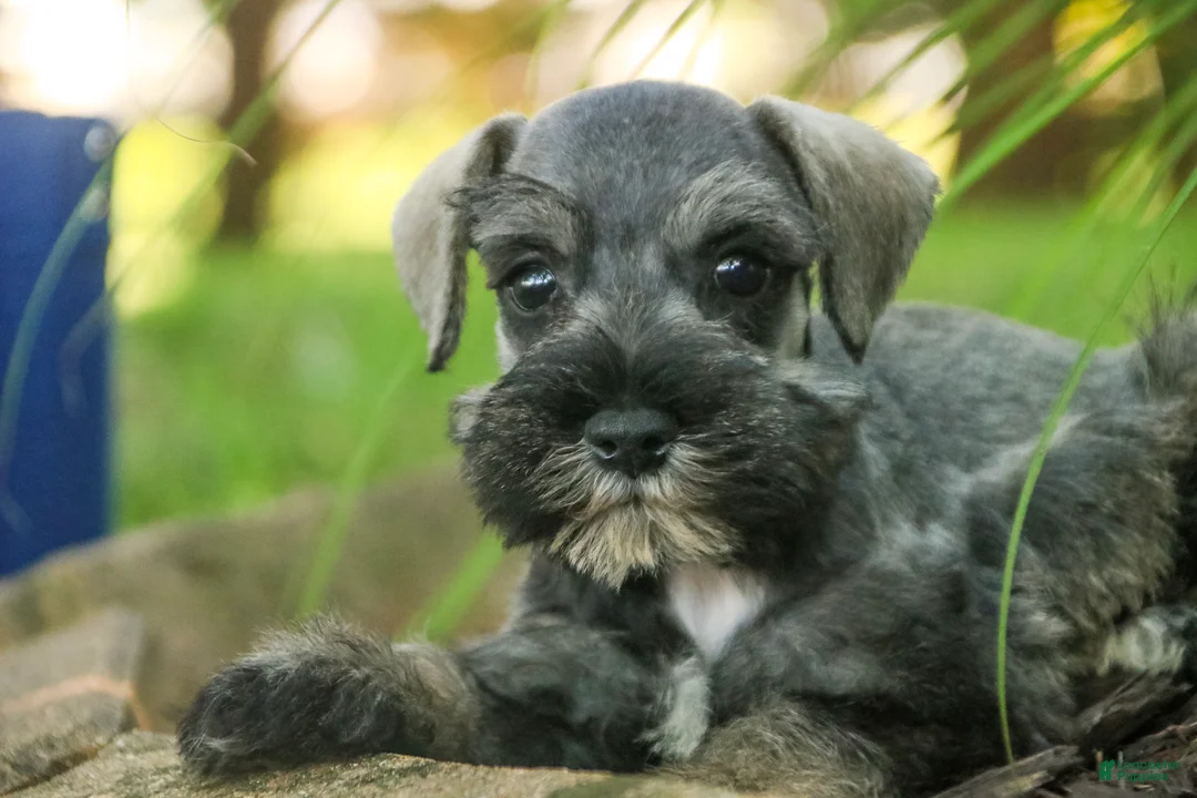 Miniature Schnauzer dogs for sale: Quincy Miniature Schnauzer  - Ad 2