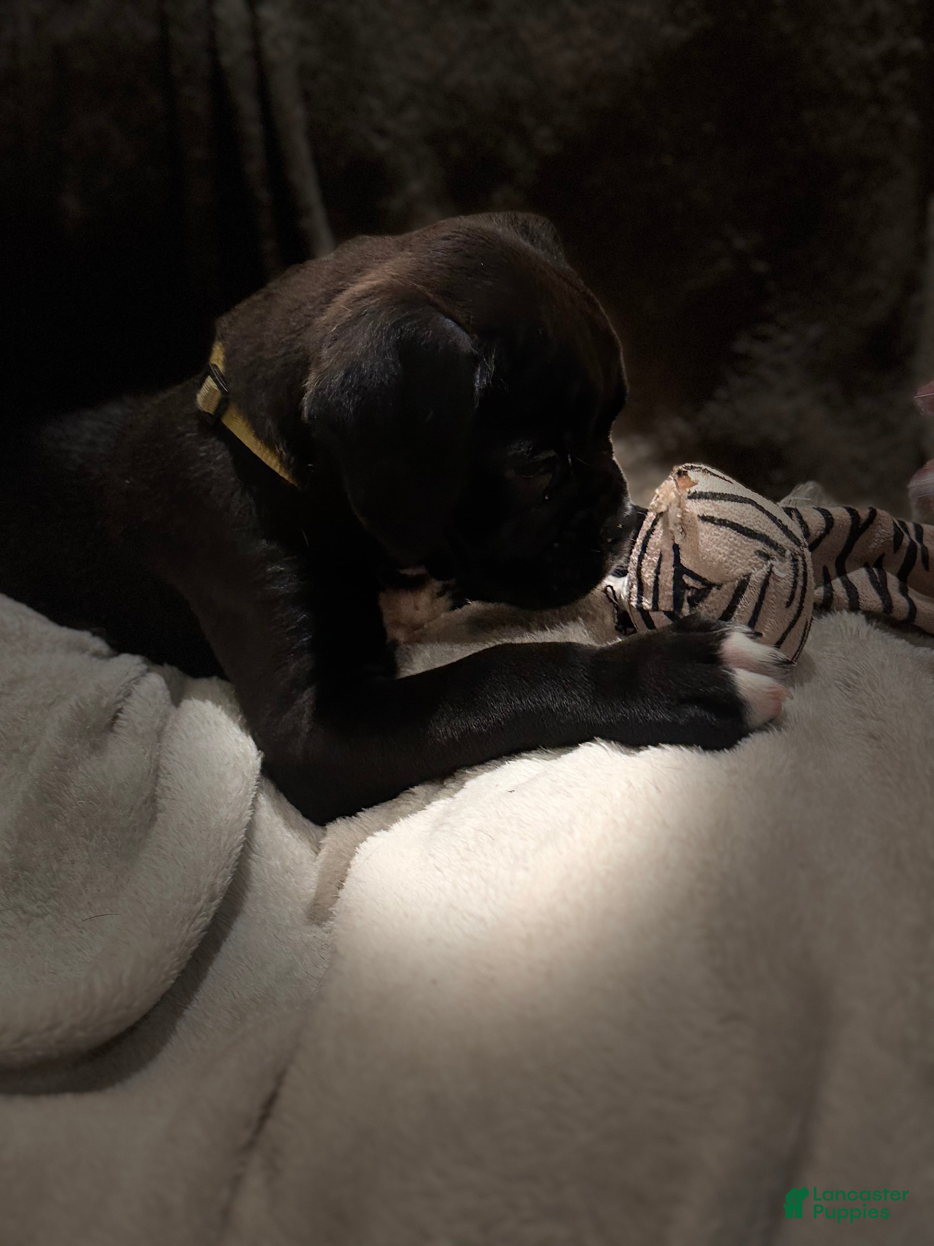 Boxer dogs Ruby - Ad 2