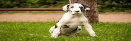 Great Dane dogs for sale: Joy - Ad 10
