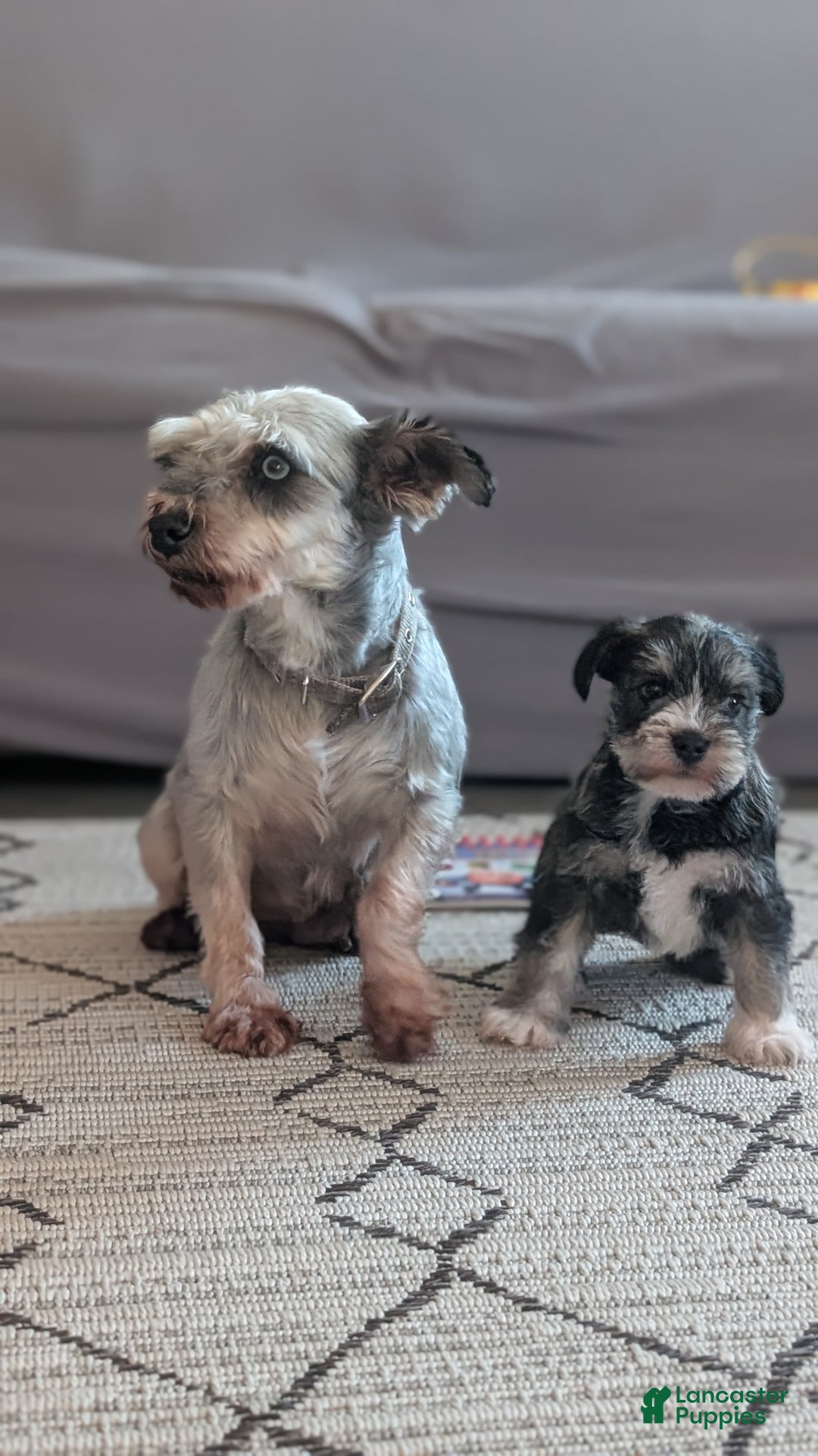 Miniature Schnauzer dogs for sale: Willow  - Ad 10