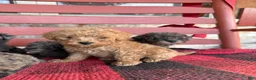 Mini Aussiedoodle dogs for sale: Teddy  - Ad 3