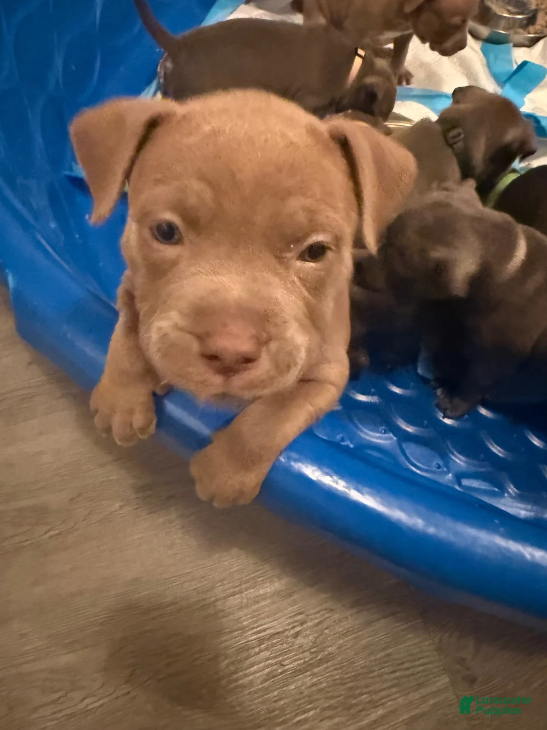 American Bully dogs for sale: American Bully 3 - Ad 2