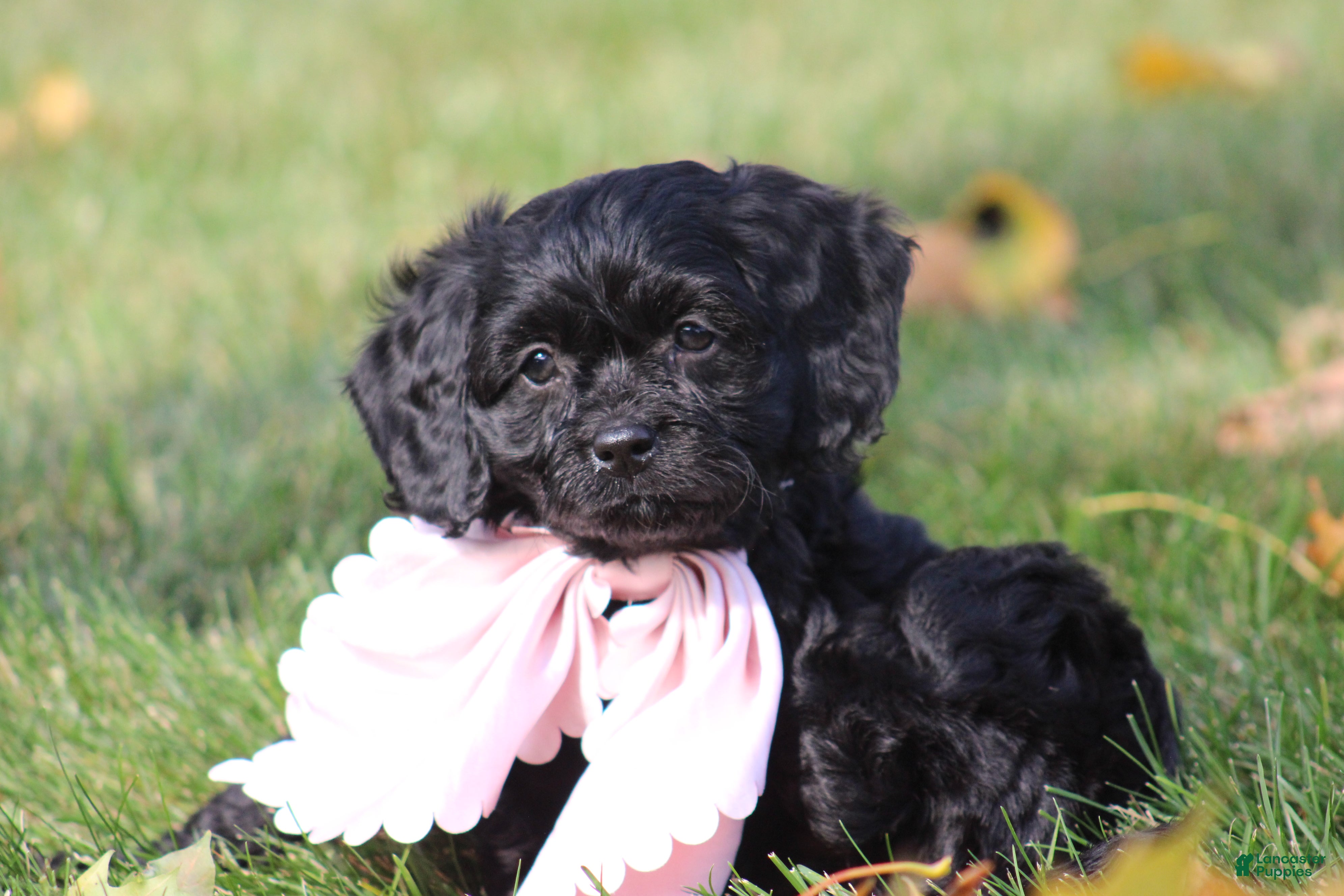 Cavapoo dogs for sale: Daphne - Ad 1