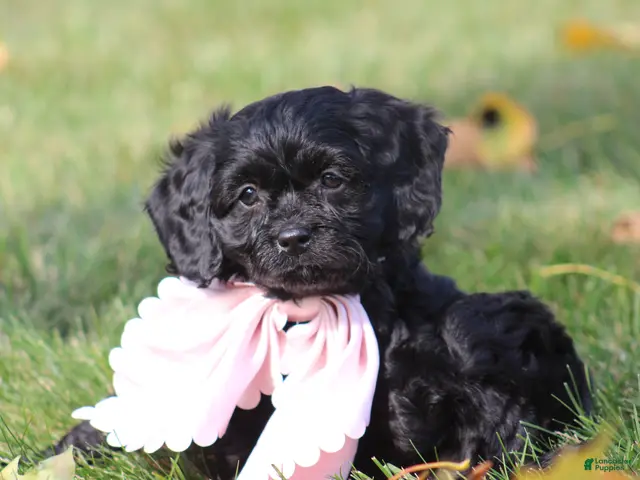 Cavapoo dogs for sale: Daphne - Ad 1