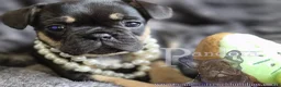 French Bulldog dogs for sale: Ember - Ad 4