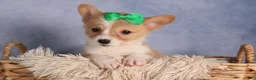 Welsh Corgi Pembroke dogs for sale:  Cody 🐾🐶 - Ad 9