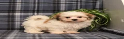 Teddy Bear dogs for sale: Flower - Ad 1