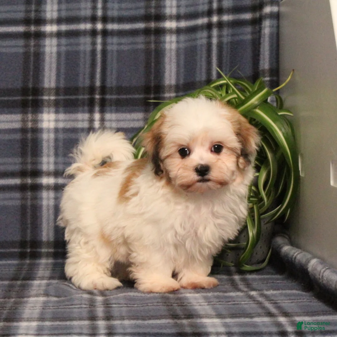 Teddy Bear dogs for sale: Flower - Ad 1
