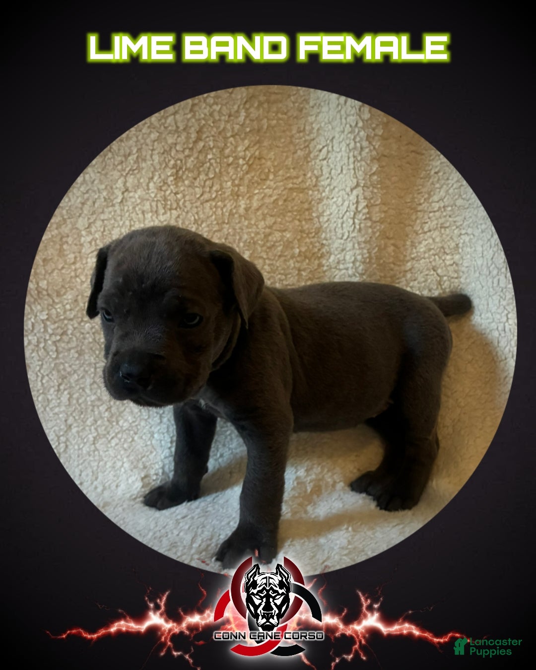 Cane Corso dogs Cane Corso Puppy 12 - Ad 39