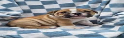 English Bulldog dogs for sale: Montana  - Ad 1