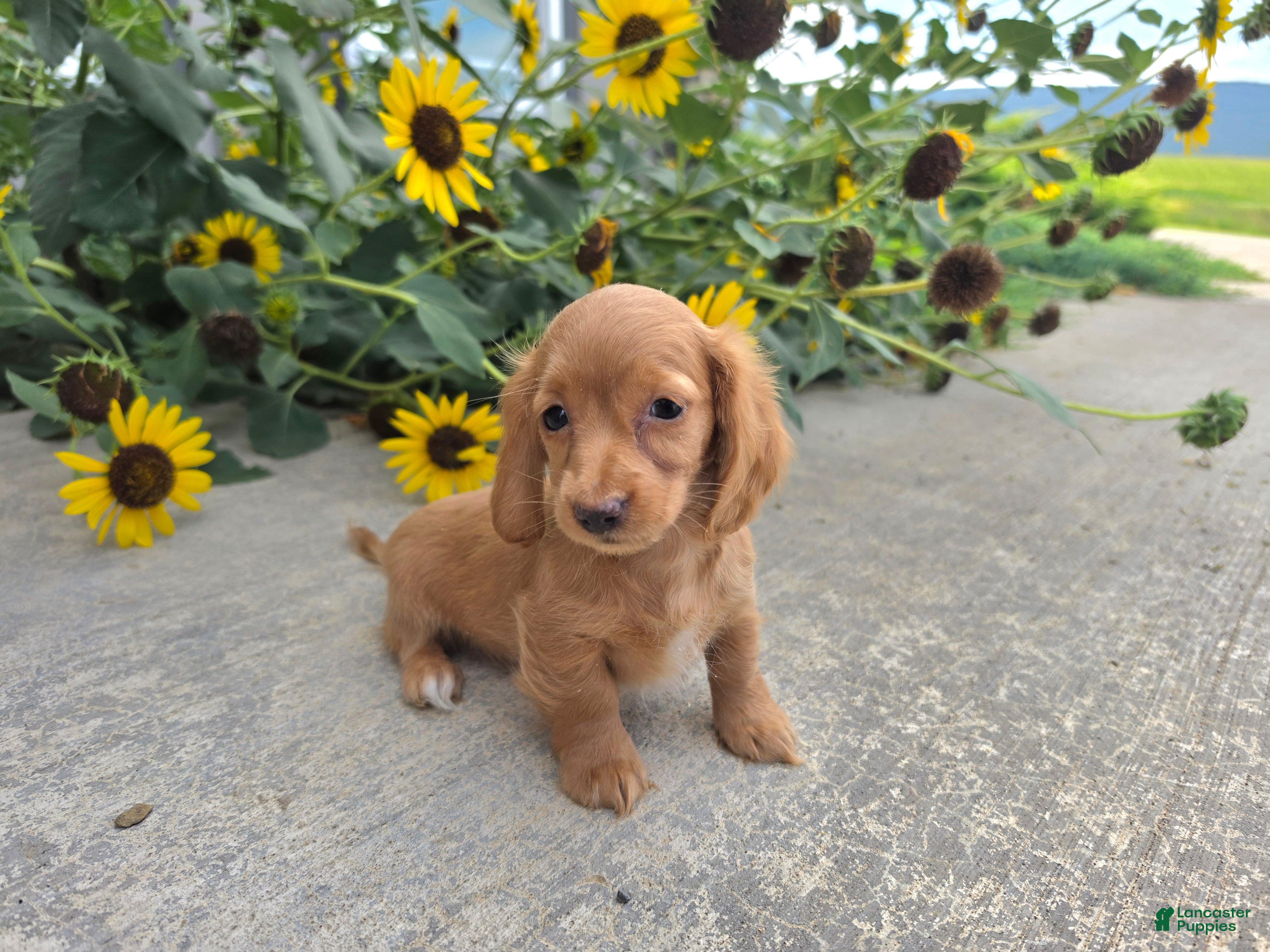 Miniature Dachshund dogs Hope - Ad 1