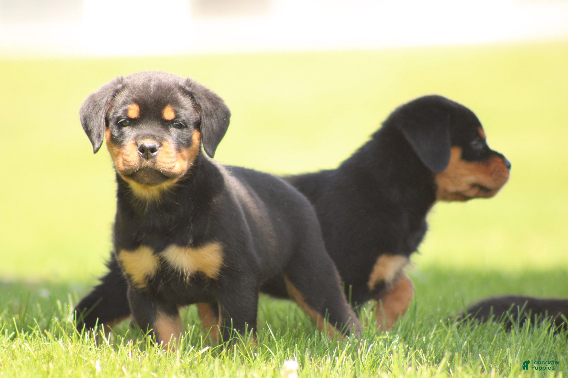 Rottweiler dogs for sale: Davis - Ad 2