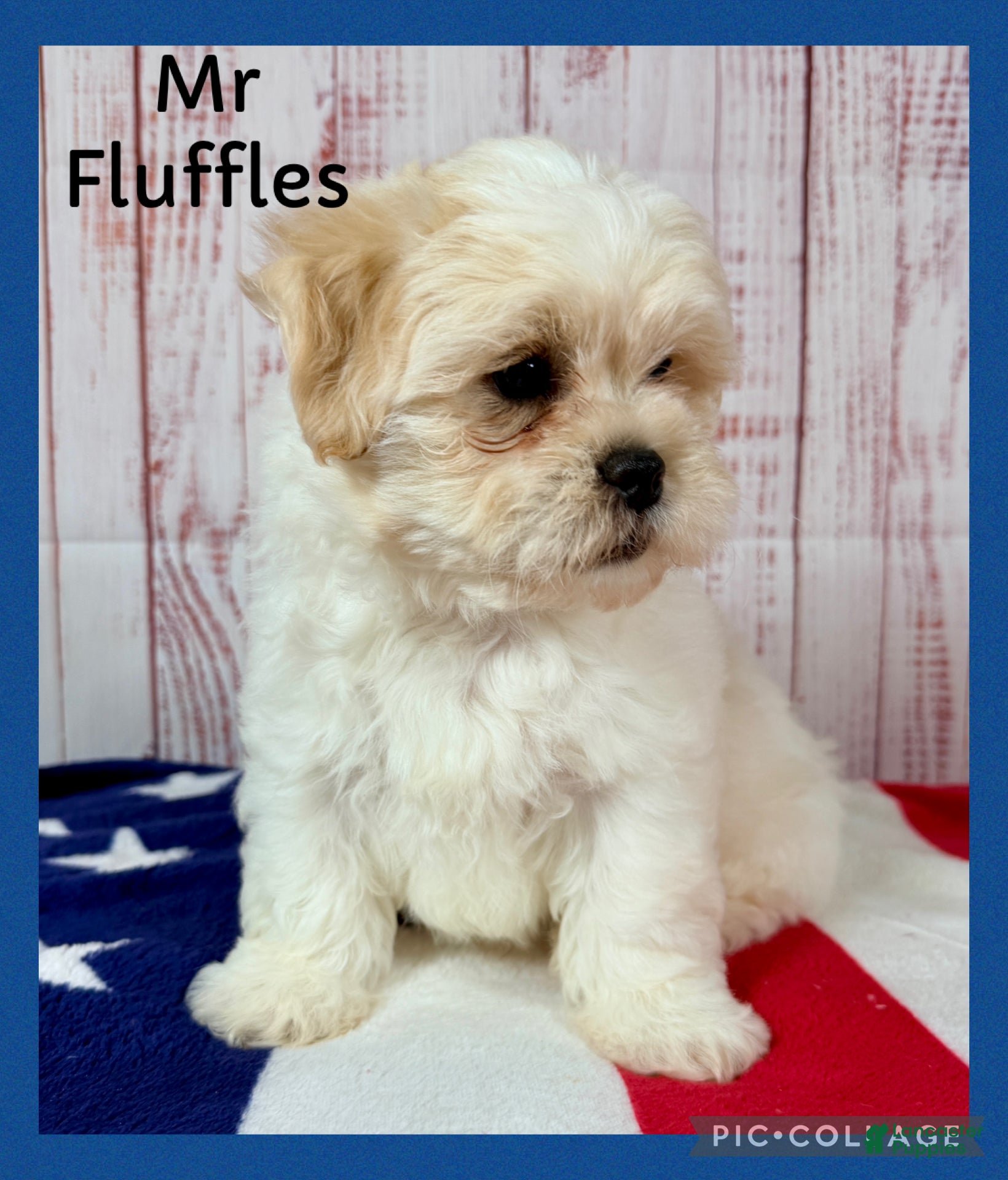 Teddy Bear dogs Mr Fluffles - Ad 1