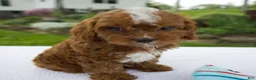 Cavapoo dogs for sale: Ian - Ad 3