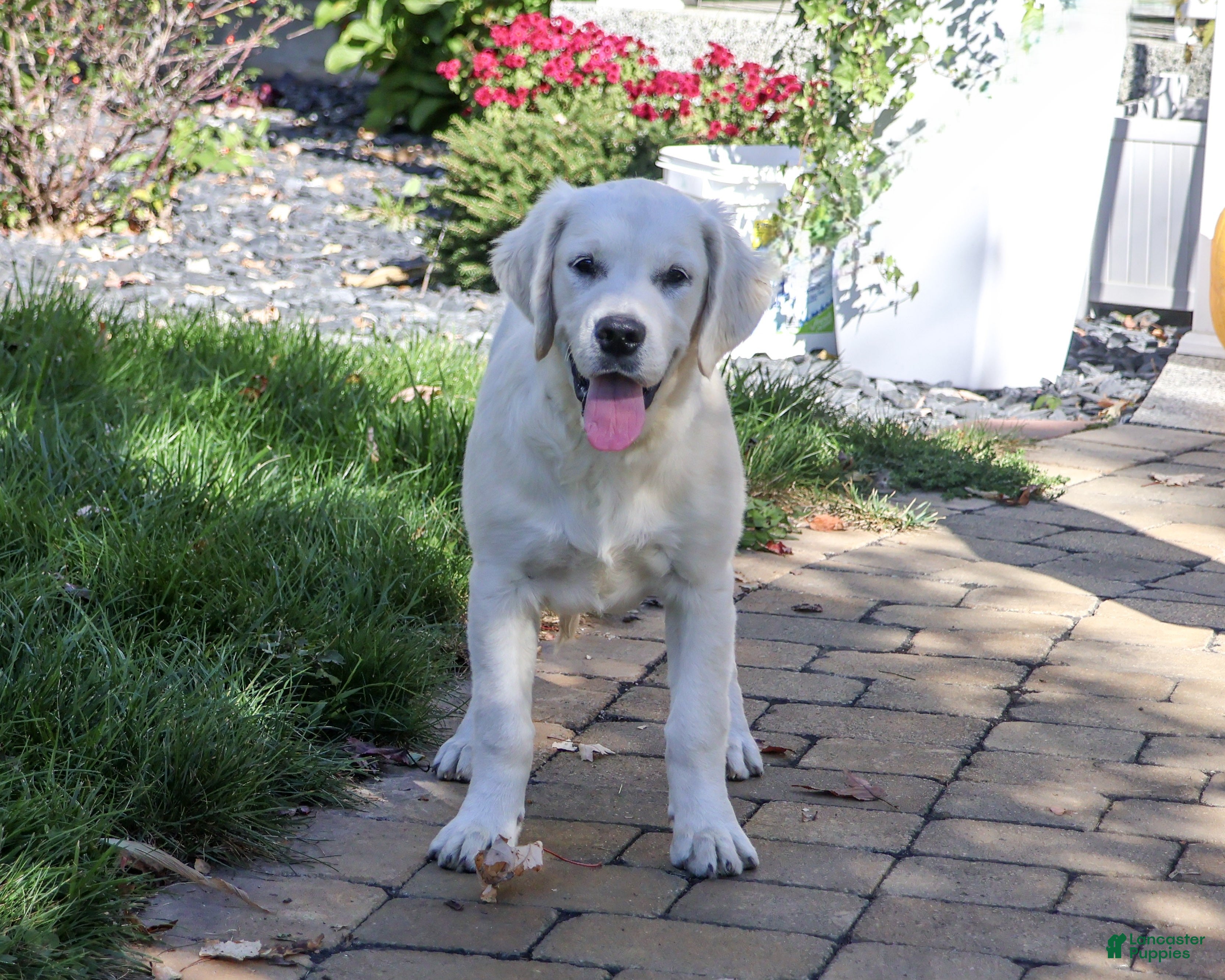 Golden Retriever dogs for sale: Tori - Ad 2