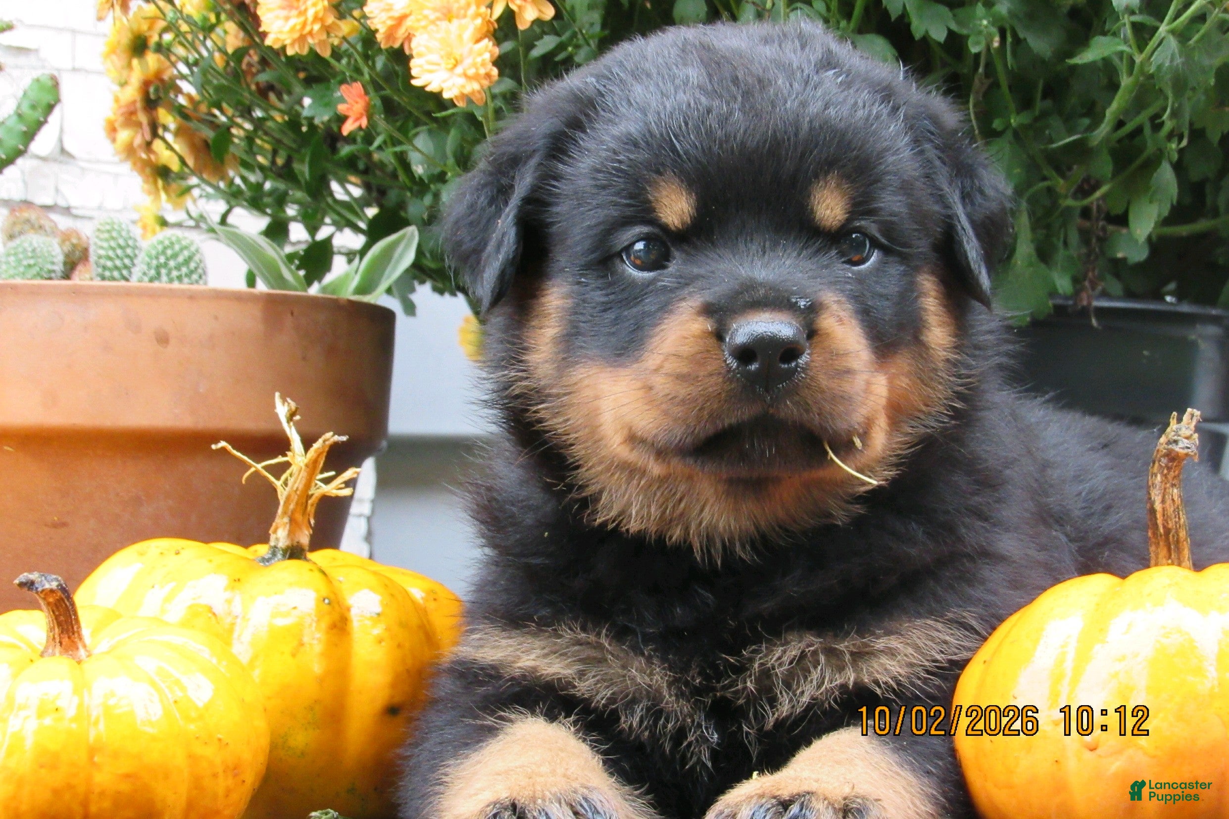 Rottweiler dogs Rottweiler 1 Rayne - Ad 21