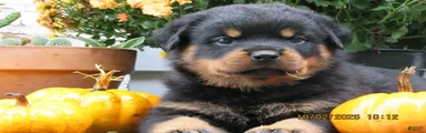 Rottweiler 1 Rayne